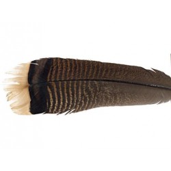 White Tip Turquey Tail - Natural Color - Bag of 1 Pair.
