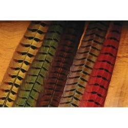 Ringneck Pheasant - Complete Tail - 6 colors.