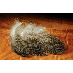 Galdwall Duck - Body Feathers - Natural color.