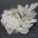 Silver Pheasant - Flanck Feathers - Bag of 3 Gr. - 12 colors.