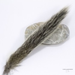 Squirrel Tail