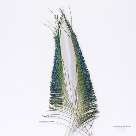 Peacock Sword - Natural color - 1 feather.
