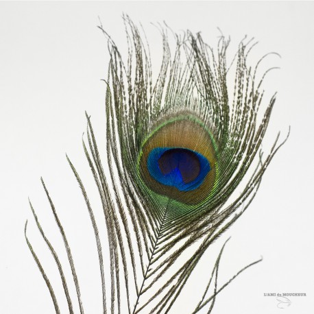 Peacock Eye - Lenght 12" - Natural color.