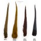 Ringneck Pheasant - Complete Tail - 6 colors.
