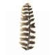 Barred Turquey Quills - Natural color - Bag of 1 Pair.