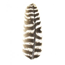 Barred Turquey Quills - Natural color - Bag of 1 Pair.