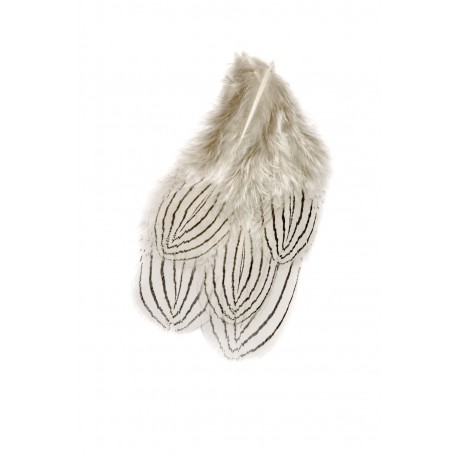 Silver Pheasant - Body feathers natural