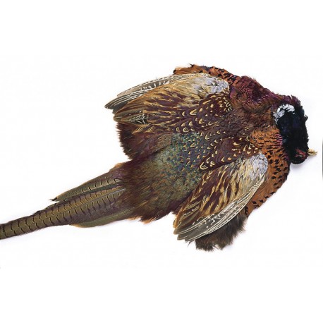 Ringneck Pheasant - Complete skin Male