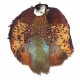 Ringneck Pheasant - Complete skin Male