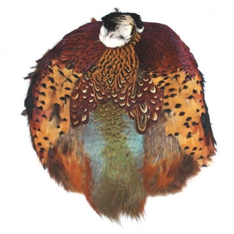 Ringneck Pheasant - Complete skin Male